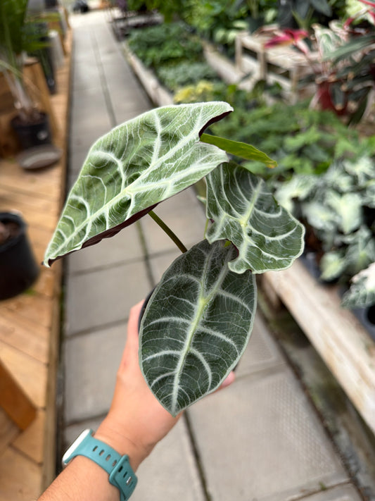 4" Alocasia Watsoniana Lightning
