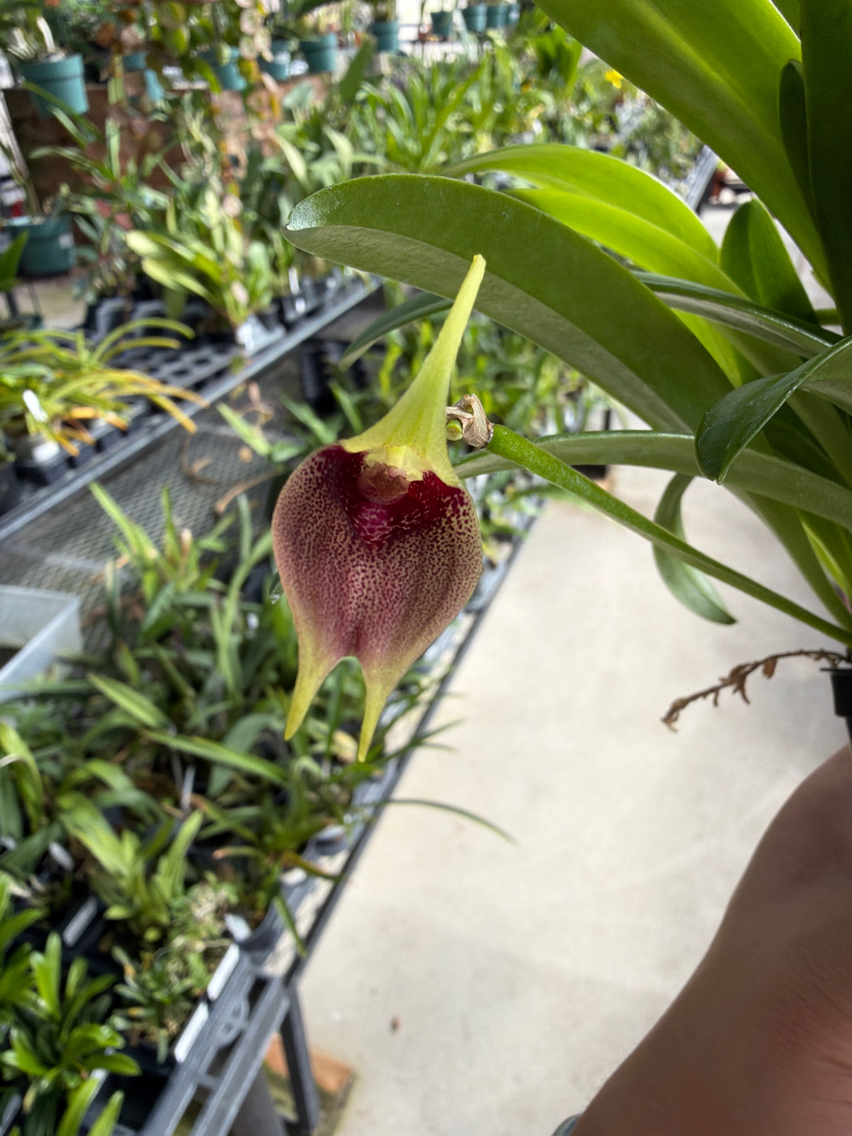 Masdevallia sanguinea
