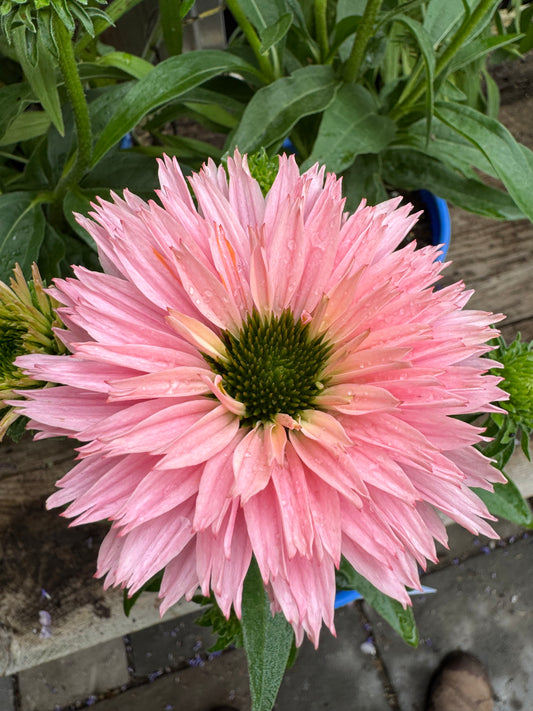 Echinacea 'Sunseekers Salmon' 1gal