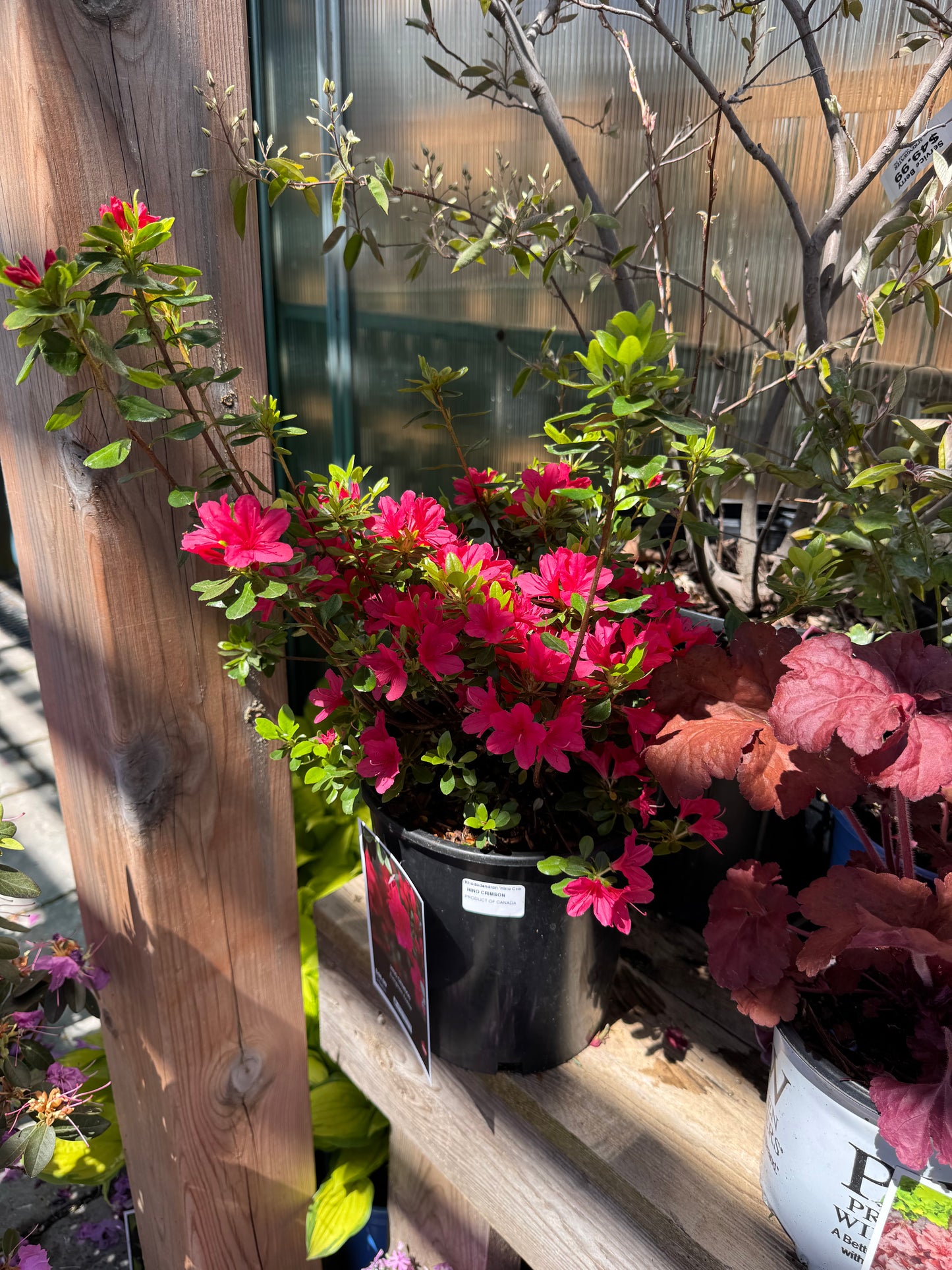 Azalea Evergreen HINO CRIMSON 2gal