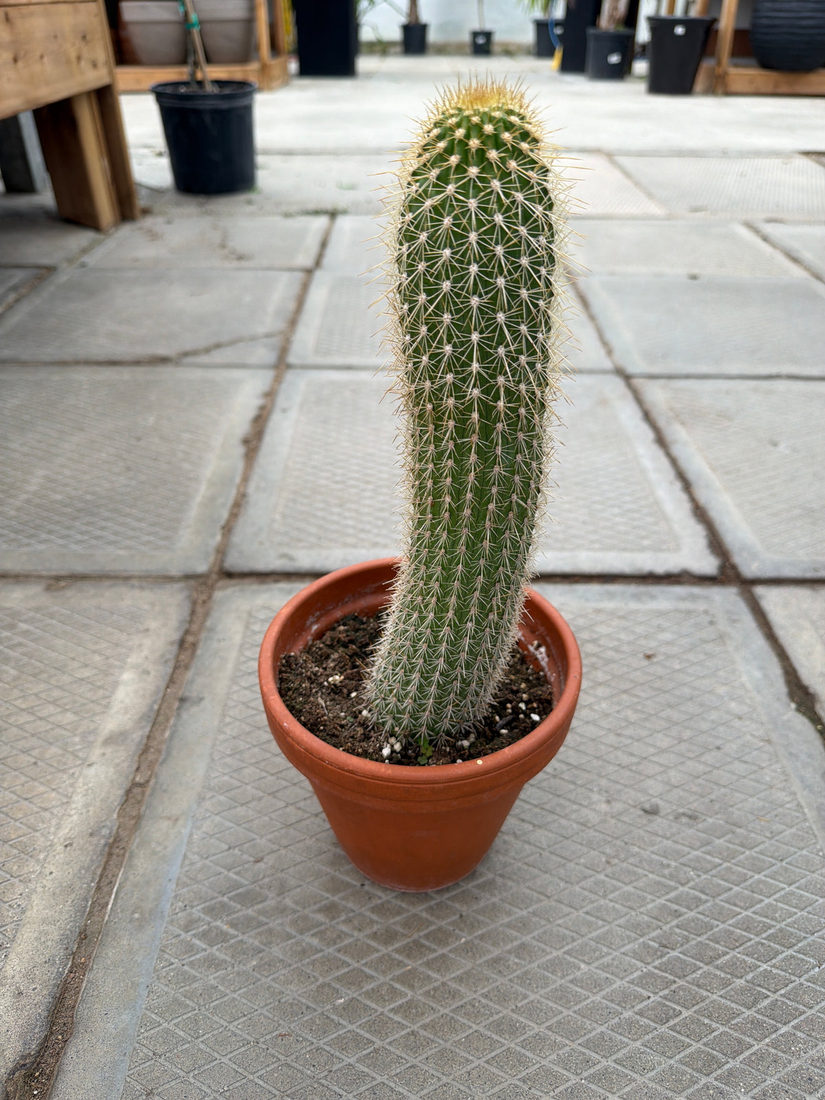 6" Piloscereus sp.