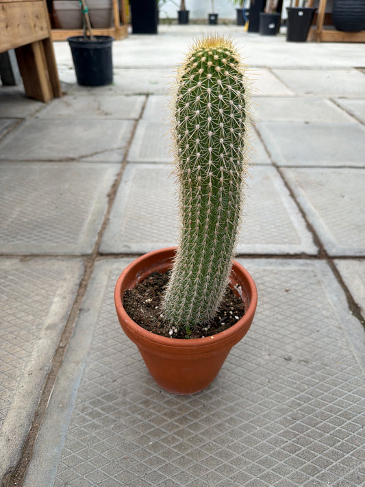 6" Piloscereus sp.