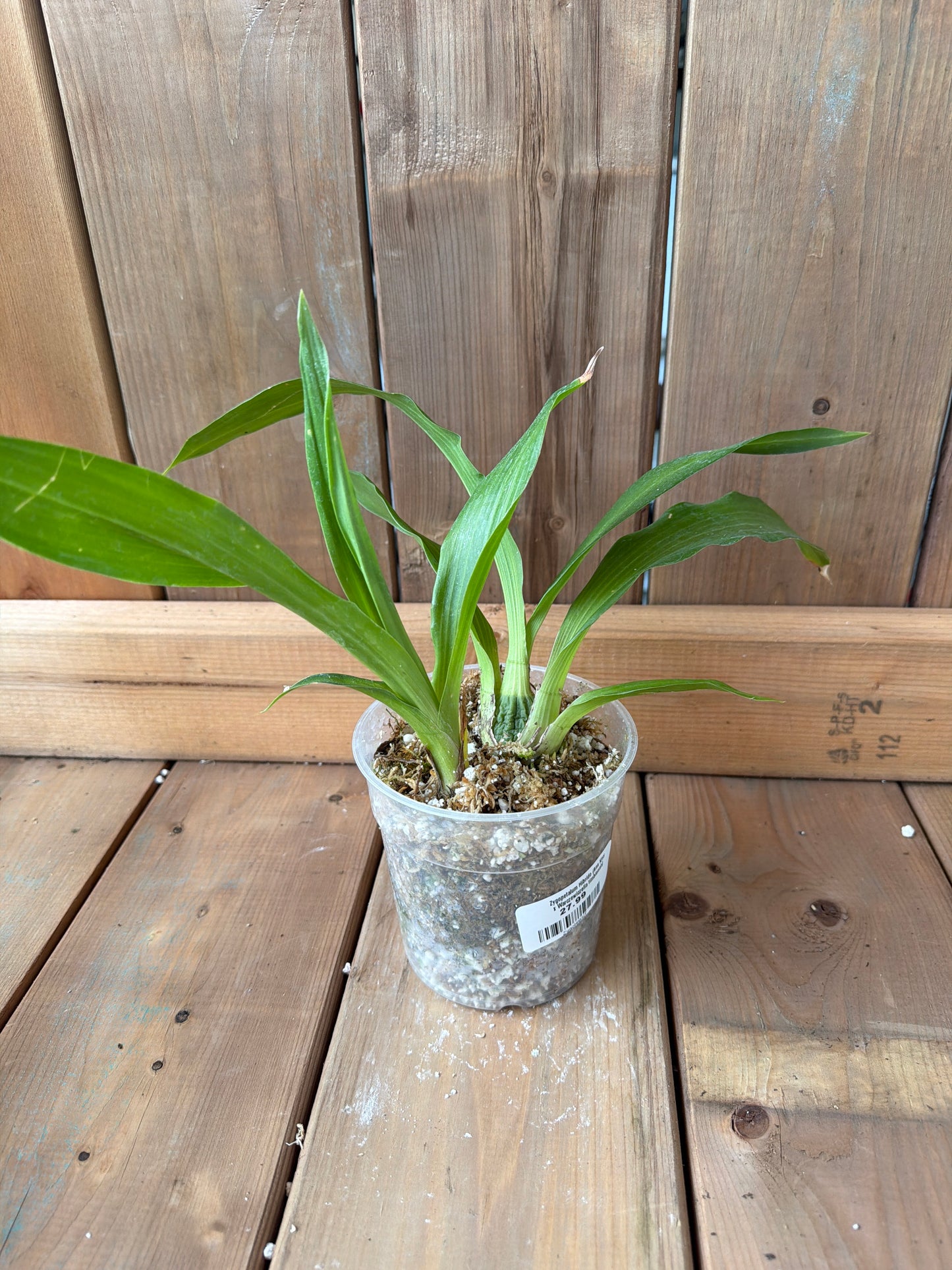 4.5" Zygopetalum Hibrido (Ann Kiss x Warczewiczella timbiensis)