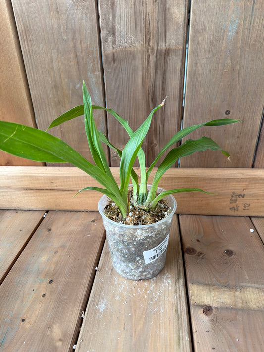 4.5" Zygopetalum Hibrido (Ann Kiss x Warczewiczella timbiensis)