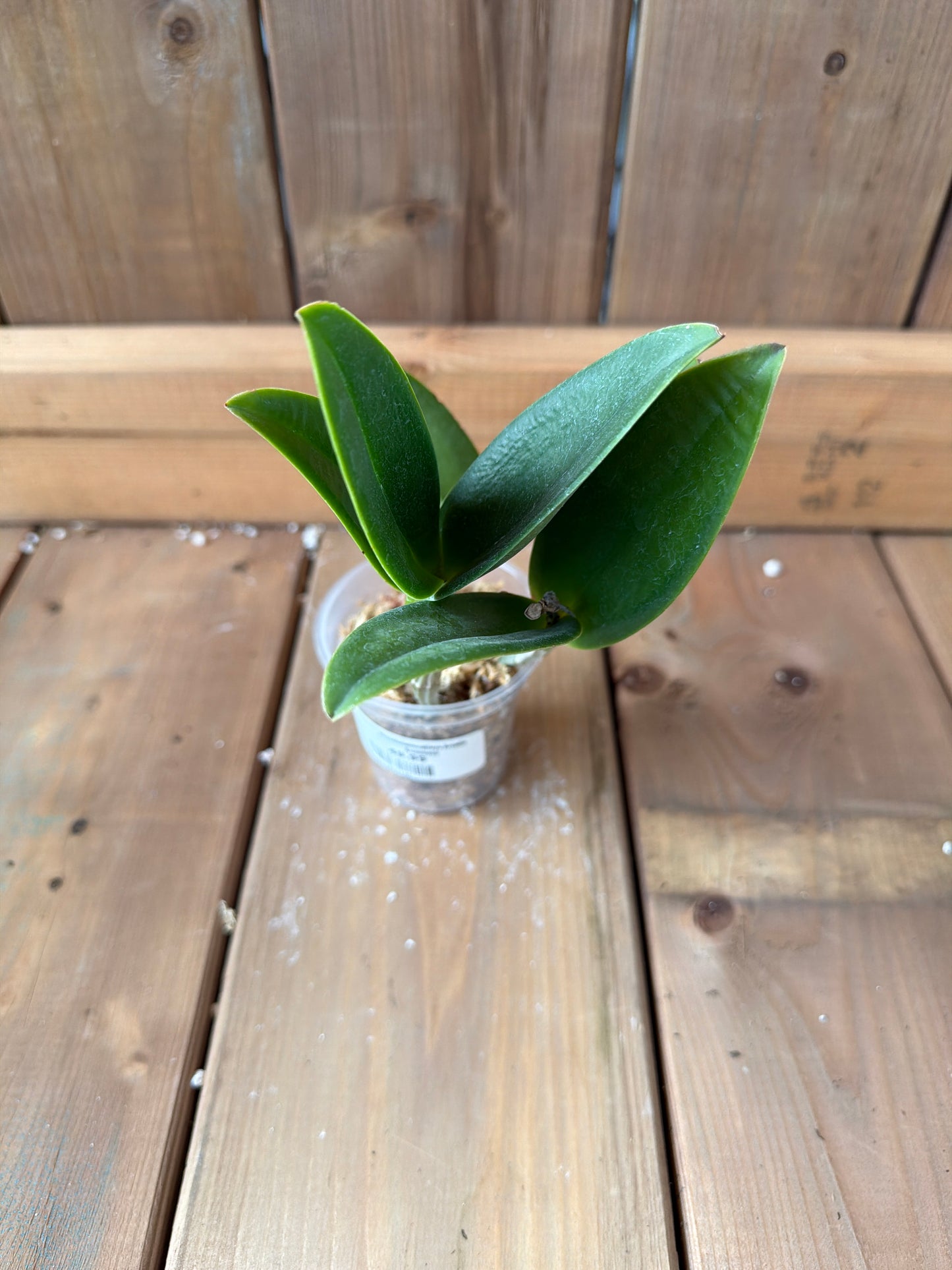 3" Rhyncholaeliocattleya Arcadio Arosemena