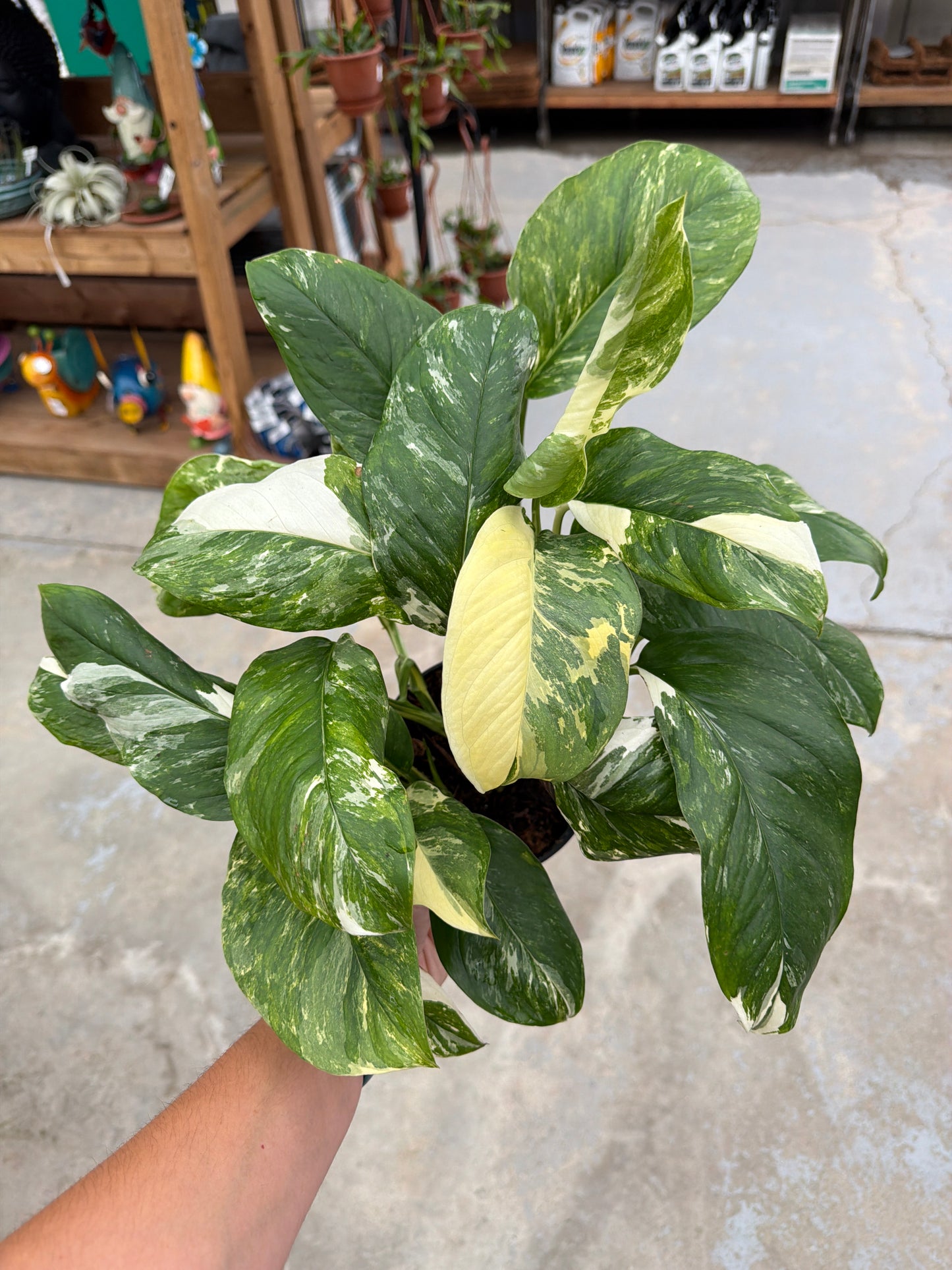 6" Monstera lechleriana variegata