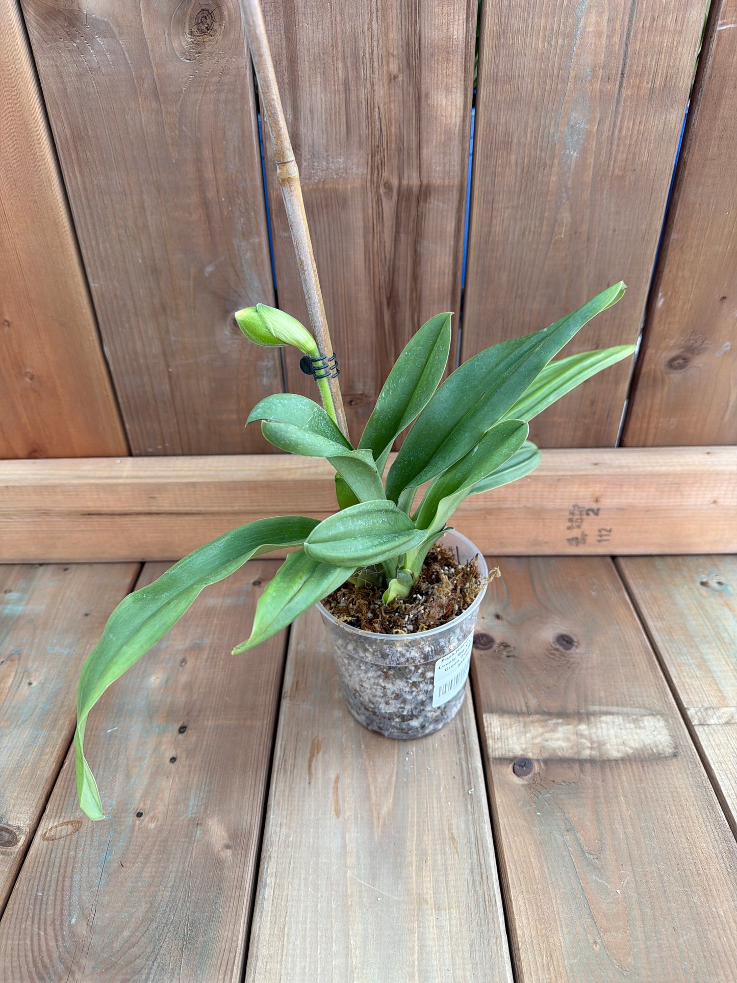 4.5" Paphiopedilum Hibrido (Cocoa Lovely 'Big X' x Cocoa Green 'Full Moon'