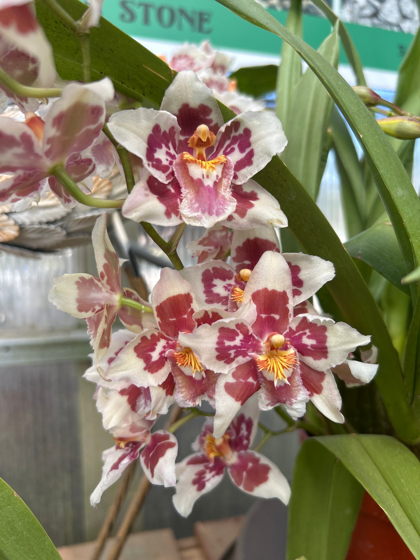 10" Odontocidoium Uptown Girl