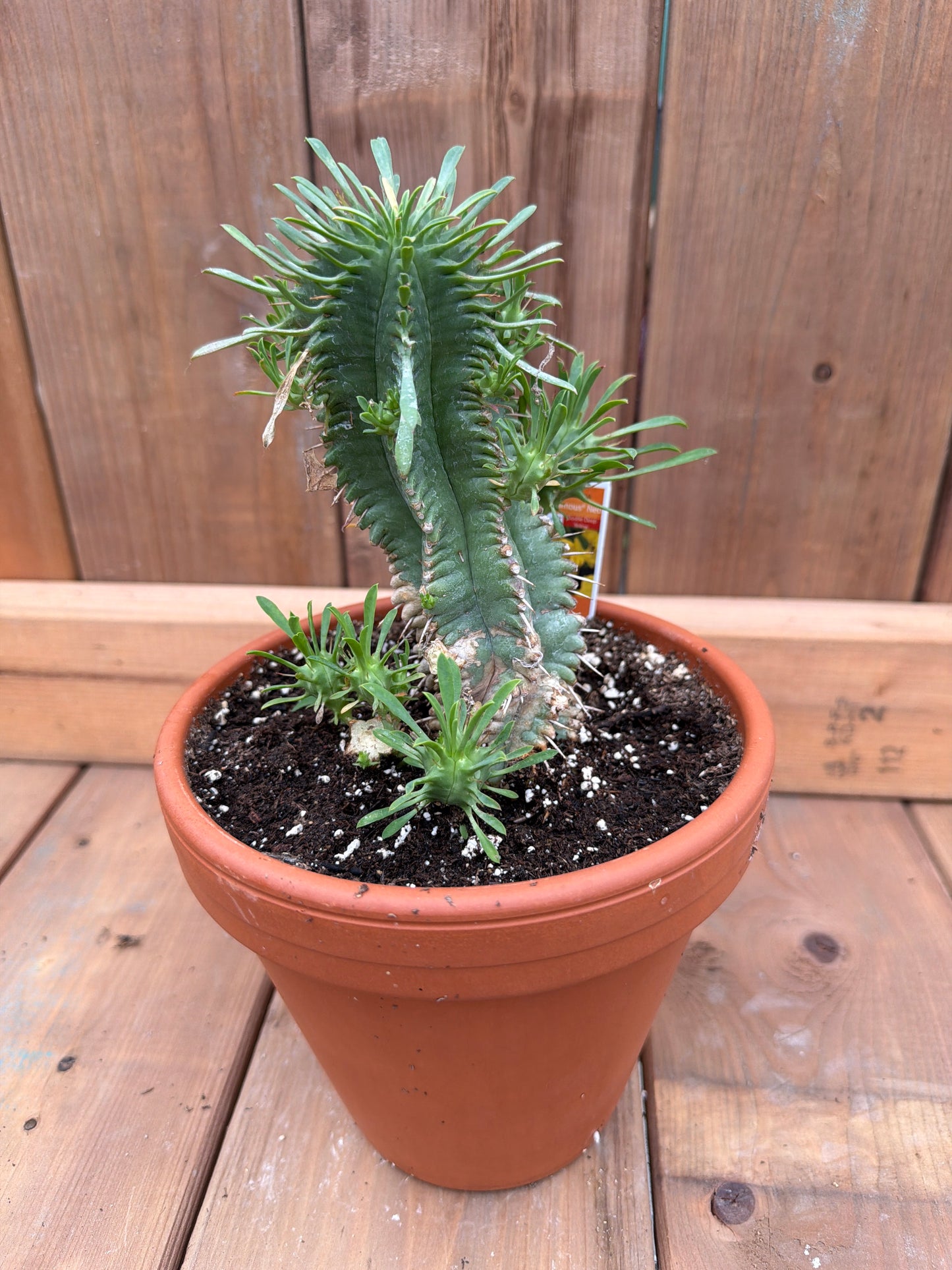 6" Euphorbia pulvinata