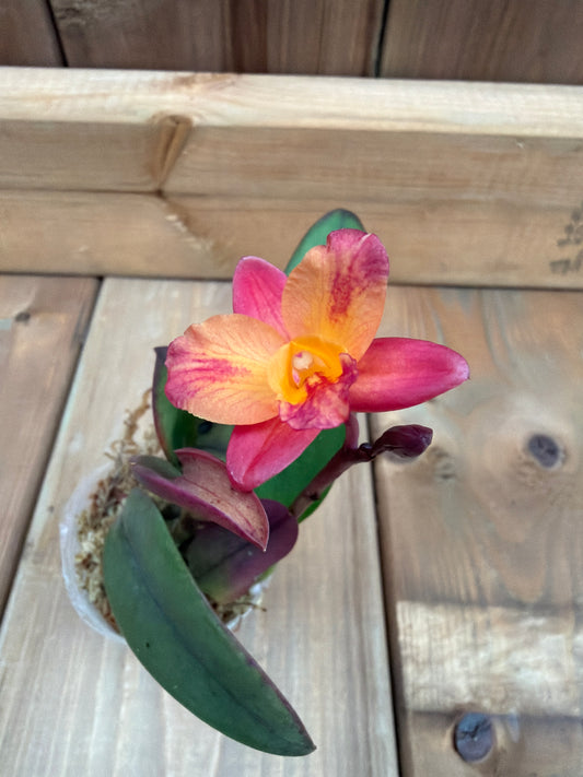 3" Catt. Tangerine Fire 'Mini Sun' (cernua x Pink Flash)