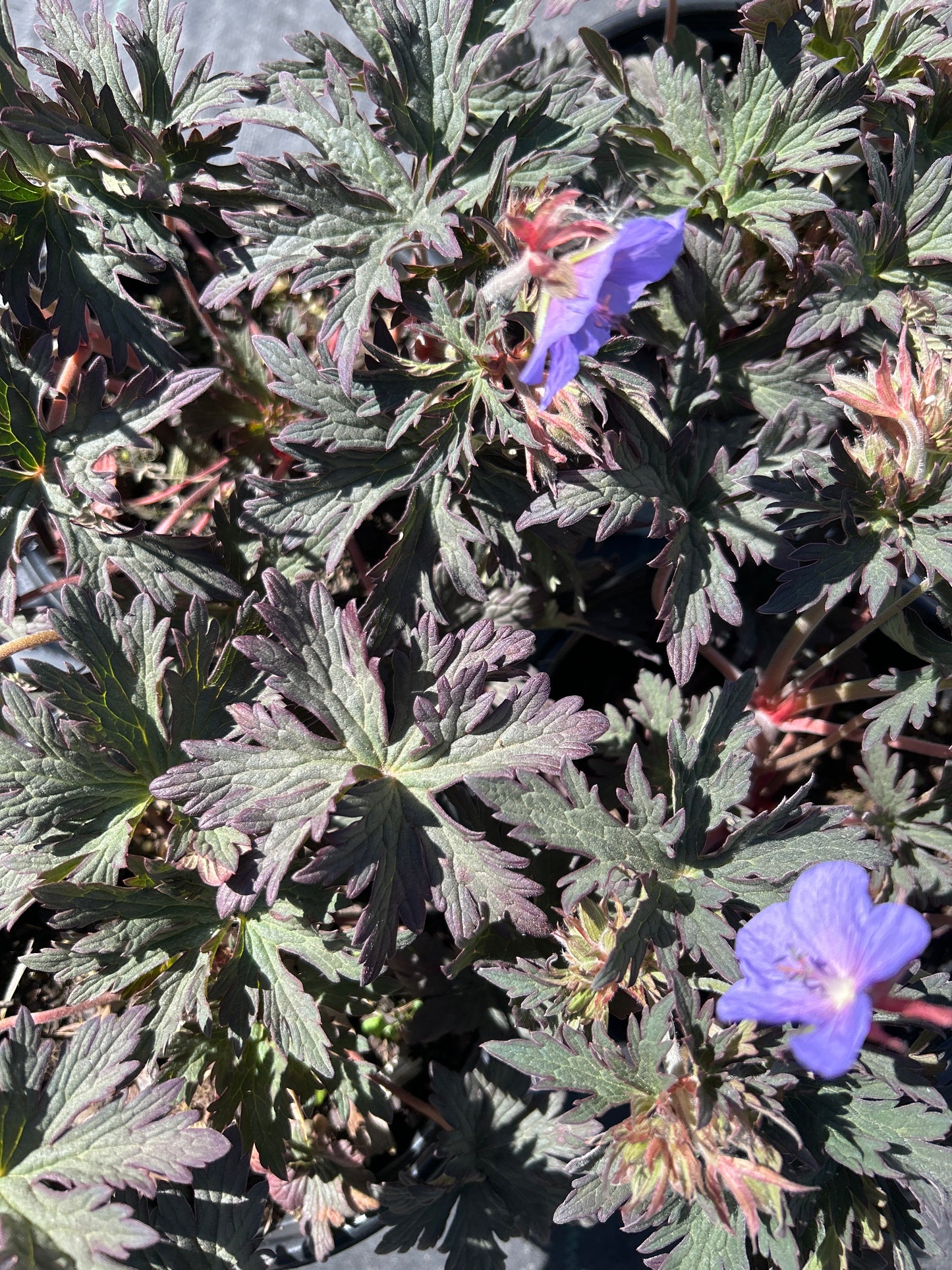 1gal Geranium p. BOOM CHOCOLATTA (PW)