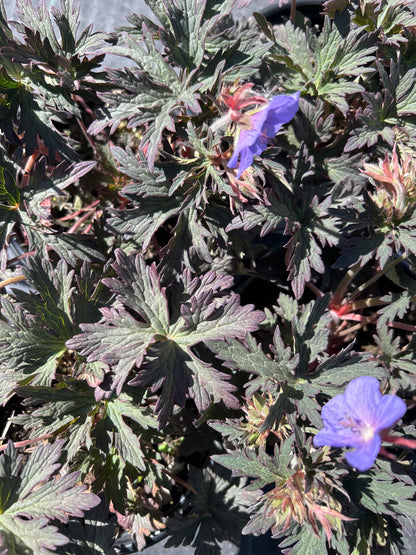 1gal Geranium p. BOOM CHOCOLATTA (PW)