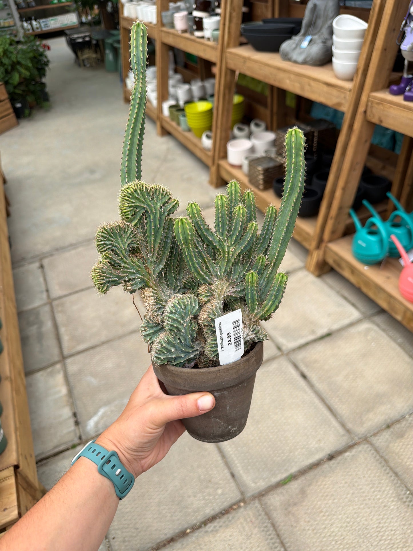 4" Myrtillocactus geometrizans
