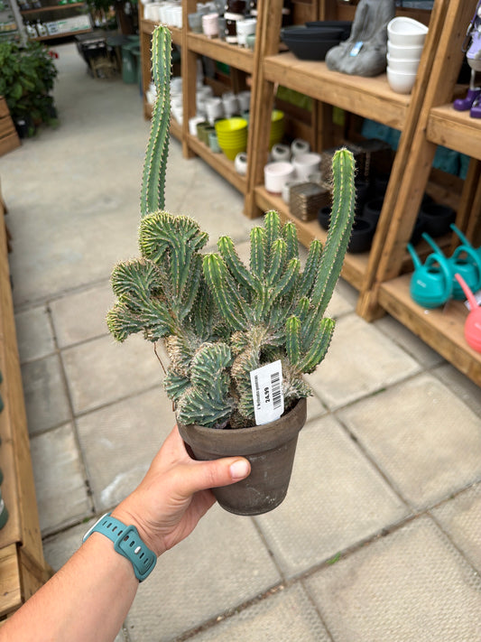 4" Myrtillocactus geometrizans