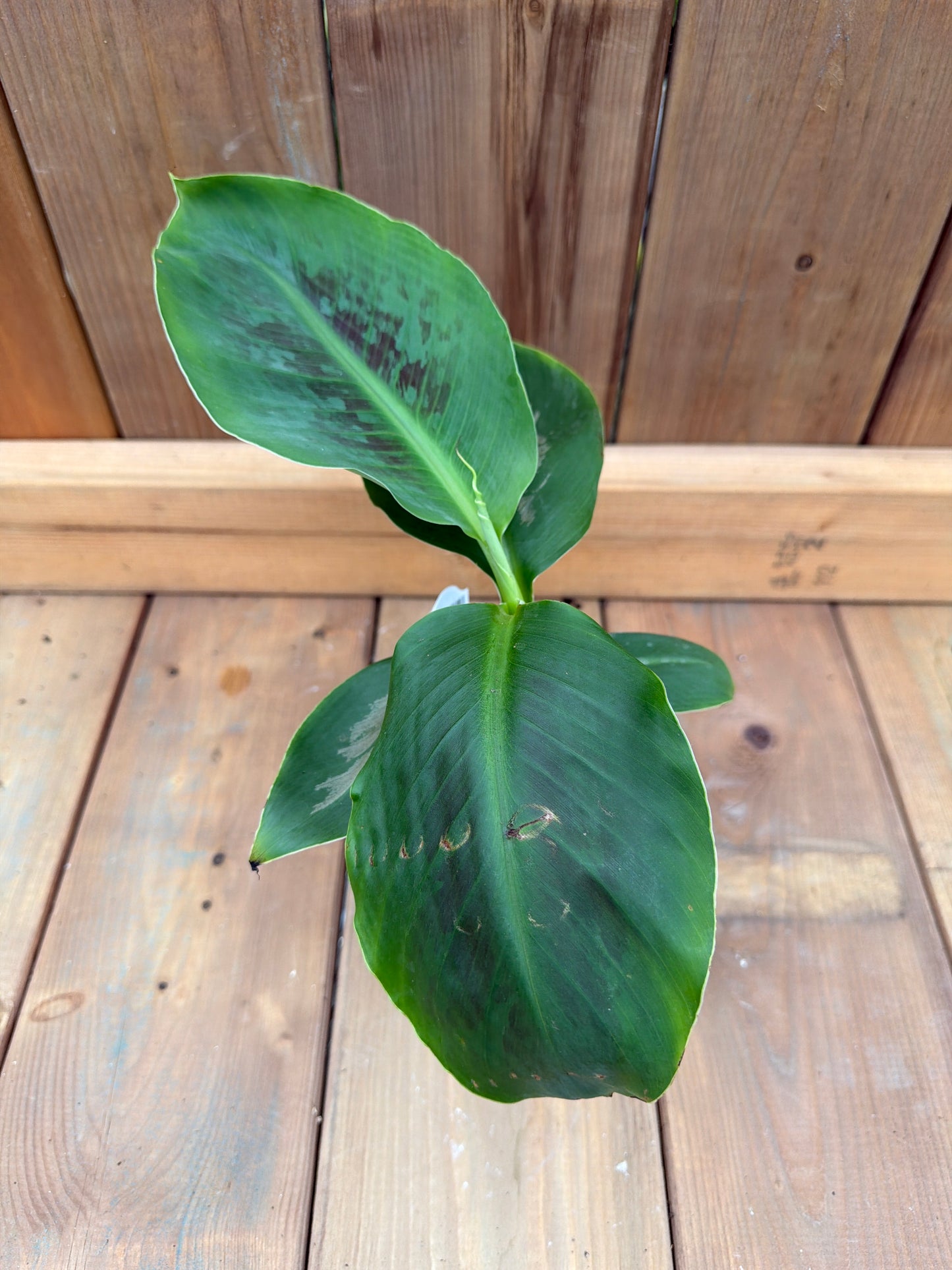 4" Banana Plant