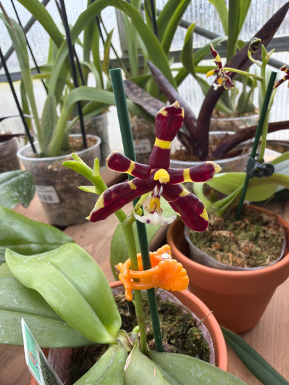 3" Phal manii x sib (Dark)