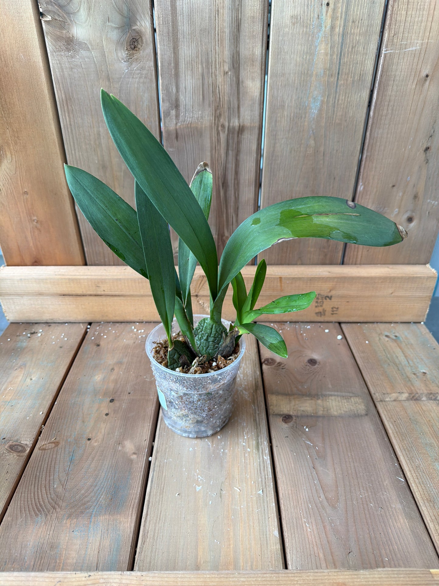 4.5" Oncostele Carolina Jijon
