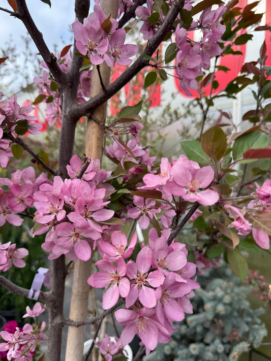 Malus ‘Thunderchild' 7gal