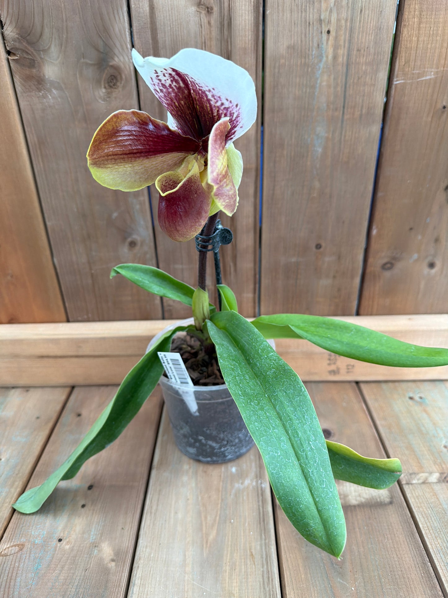 6" Paphiopedilum 'Big Island Baby x Big Island Love'