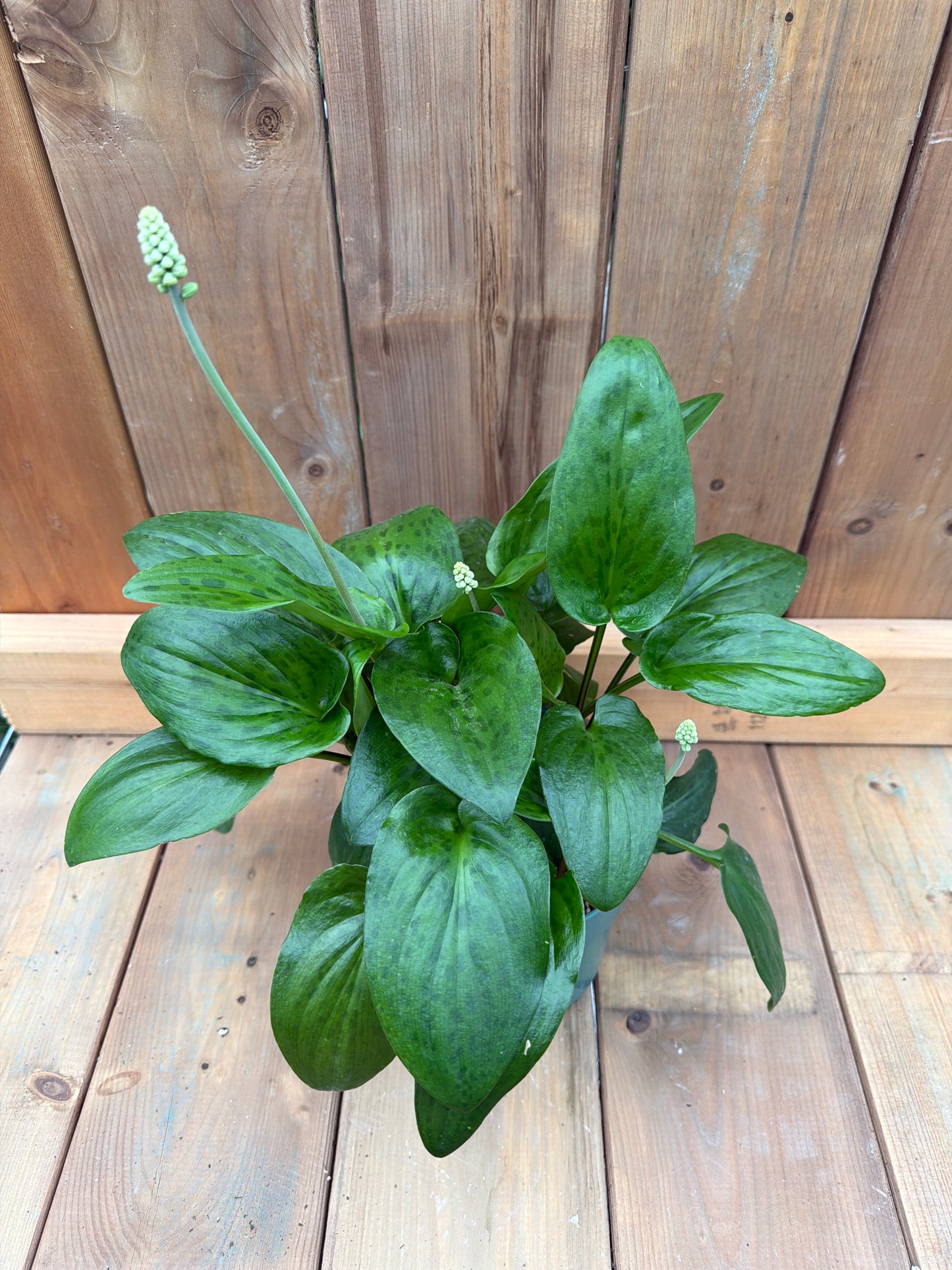 6" Ledebouria petiolata