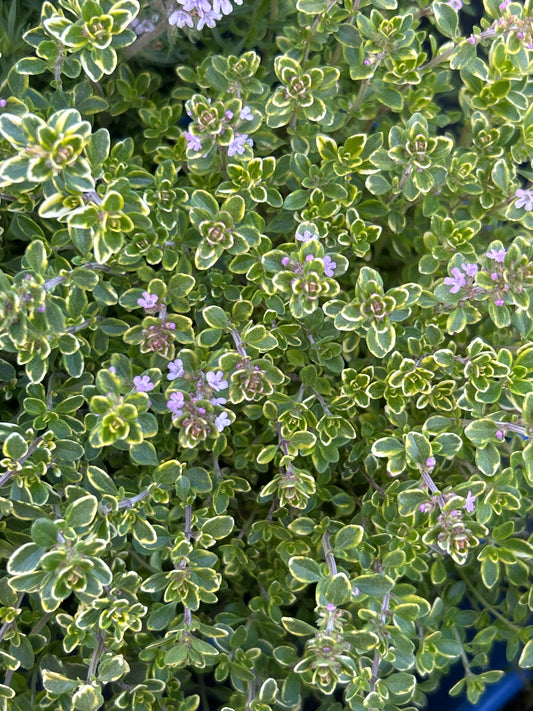 1gal Thymus citriodorus AUREUS