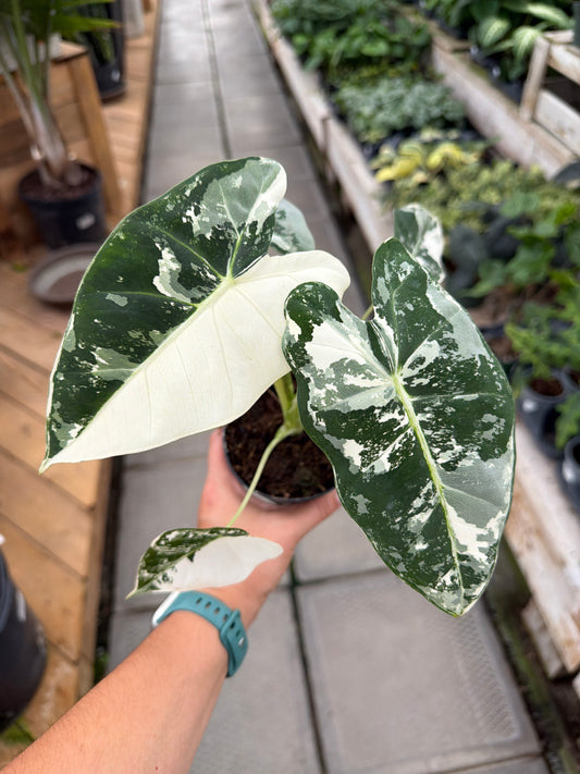4" Alocasia Frydek Variegated