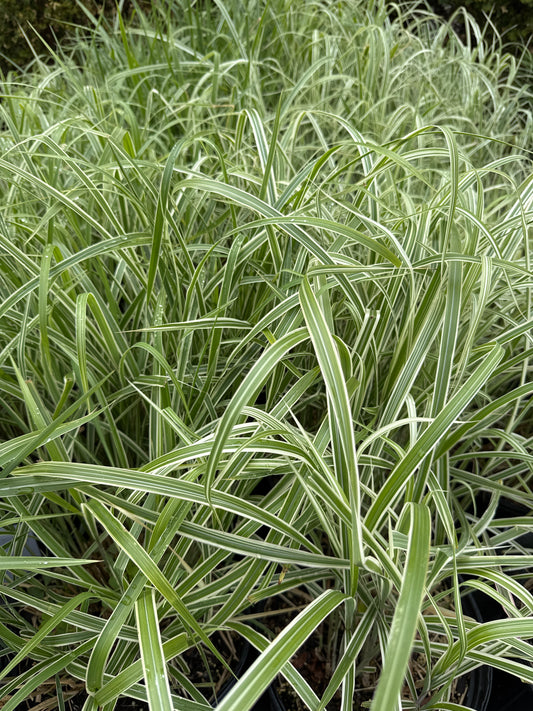 Miscanthus sinensis DIXIELAND 5gal