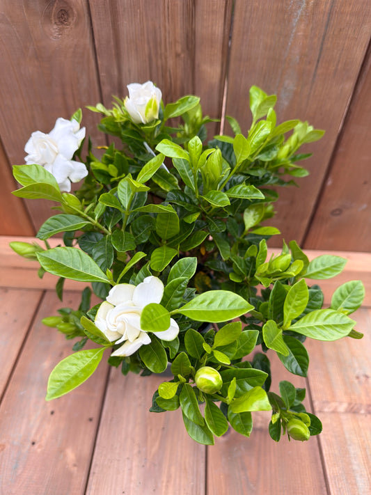 6" Gardenia