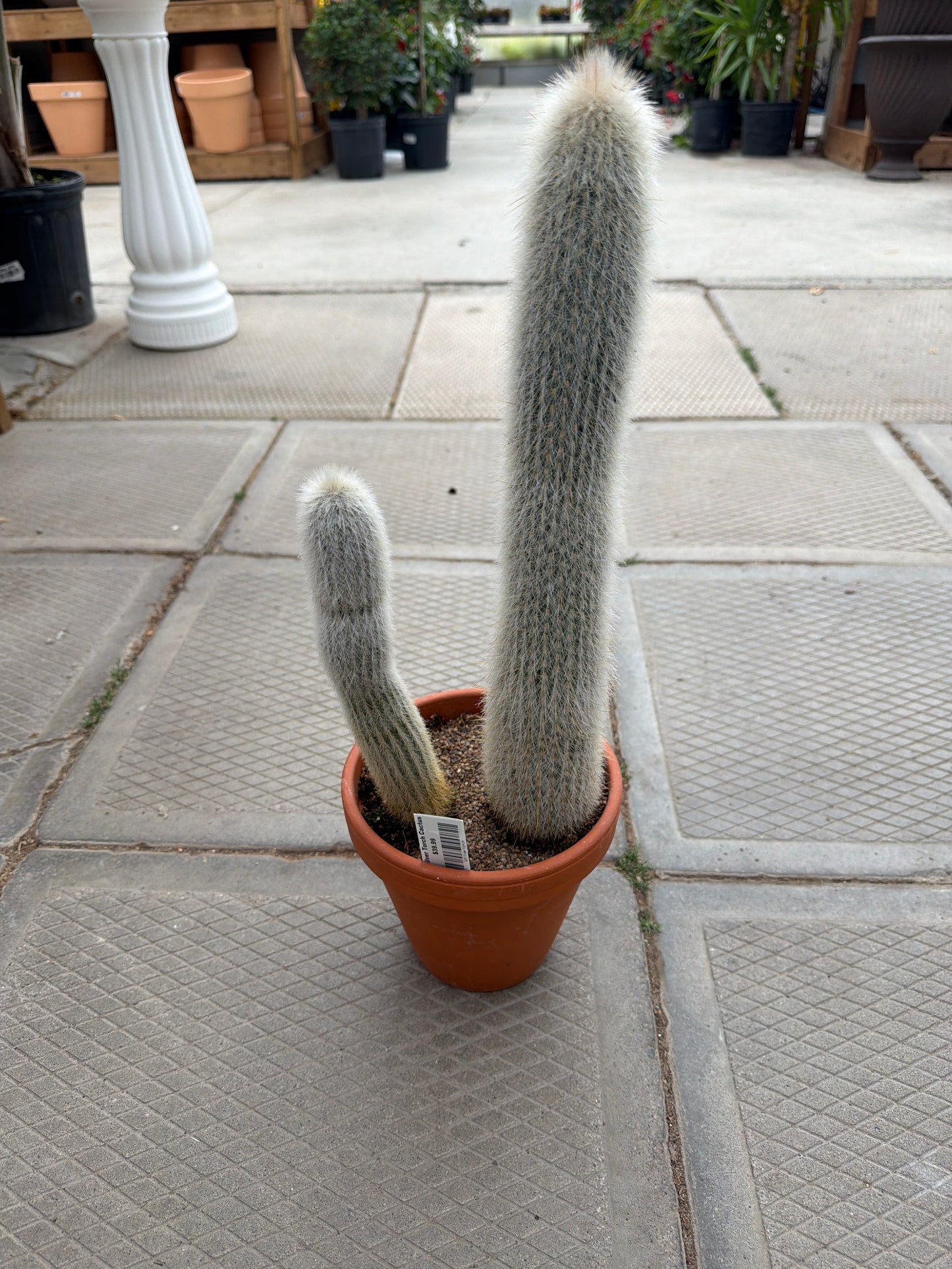 Silver Torch Cactus (6”) (LOCAL PICK UP ONLY)