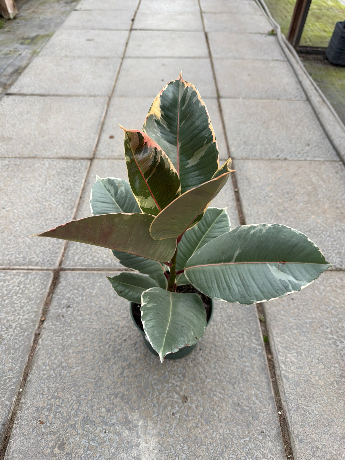 6" Ficus 'Tineke'