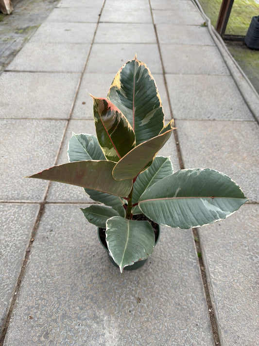 6" Ficus 'Tineke'