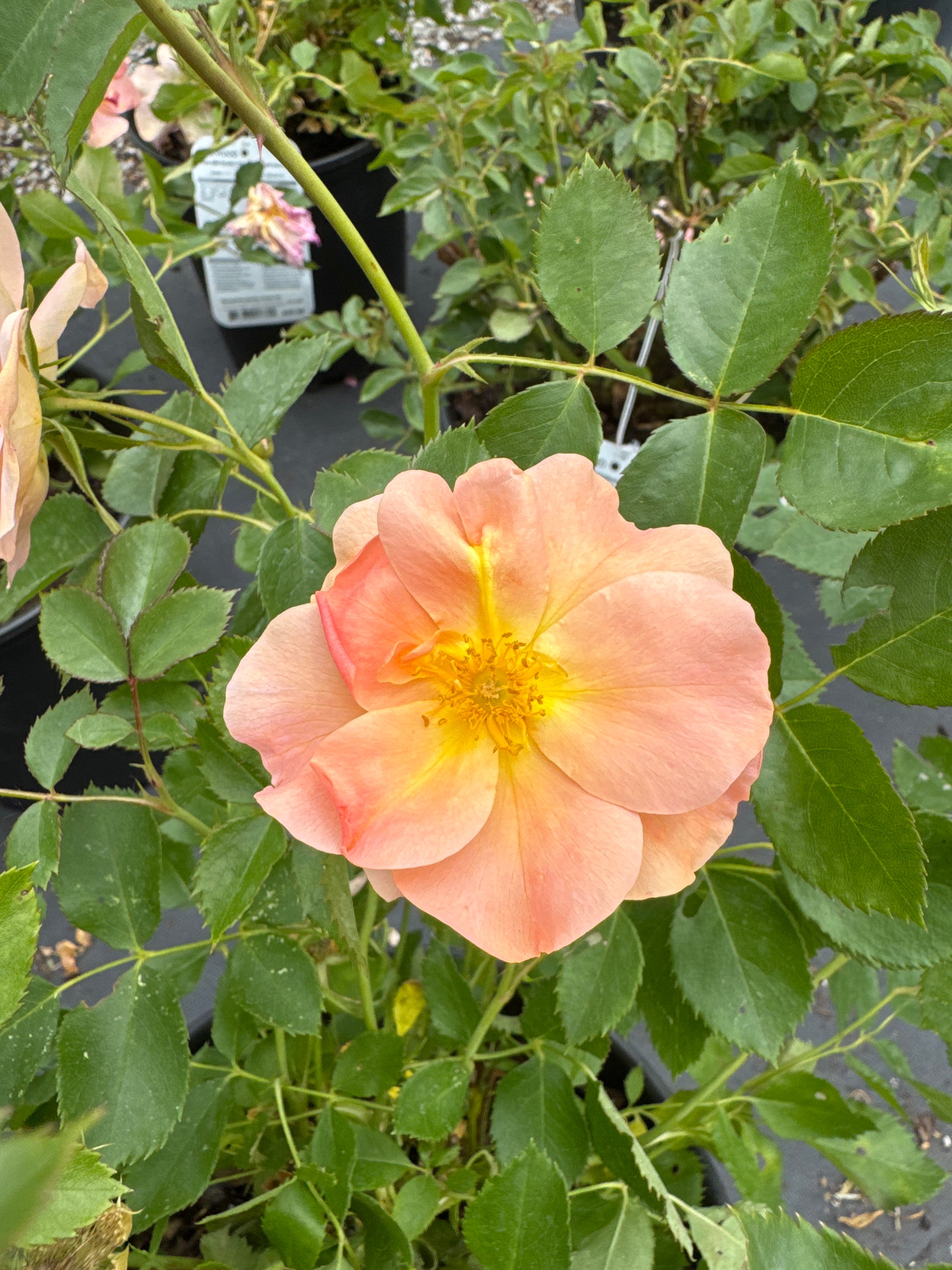 Rose 'Chinook Sunrise' 49th Parallel Collection – Springwater Garden Center