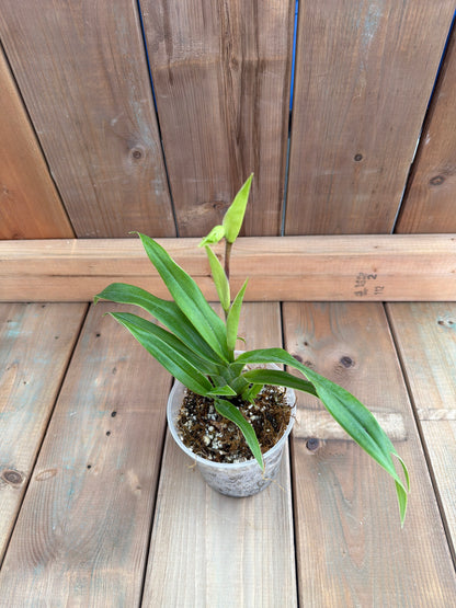 4.5" Phragmipedium Hibrido 'Ainsworthii'