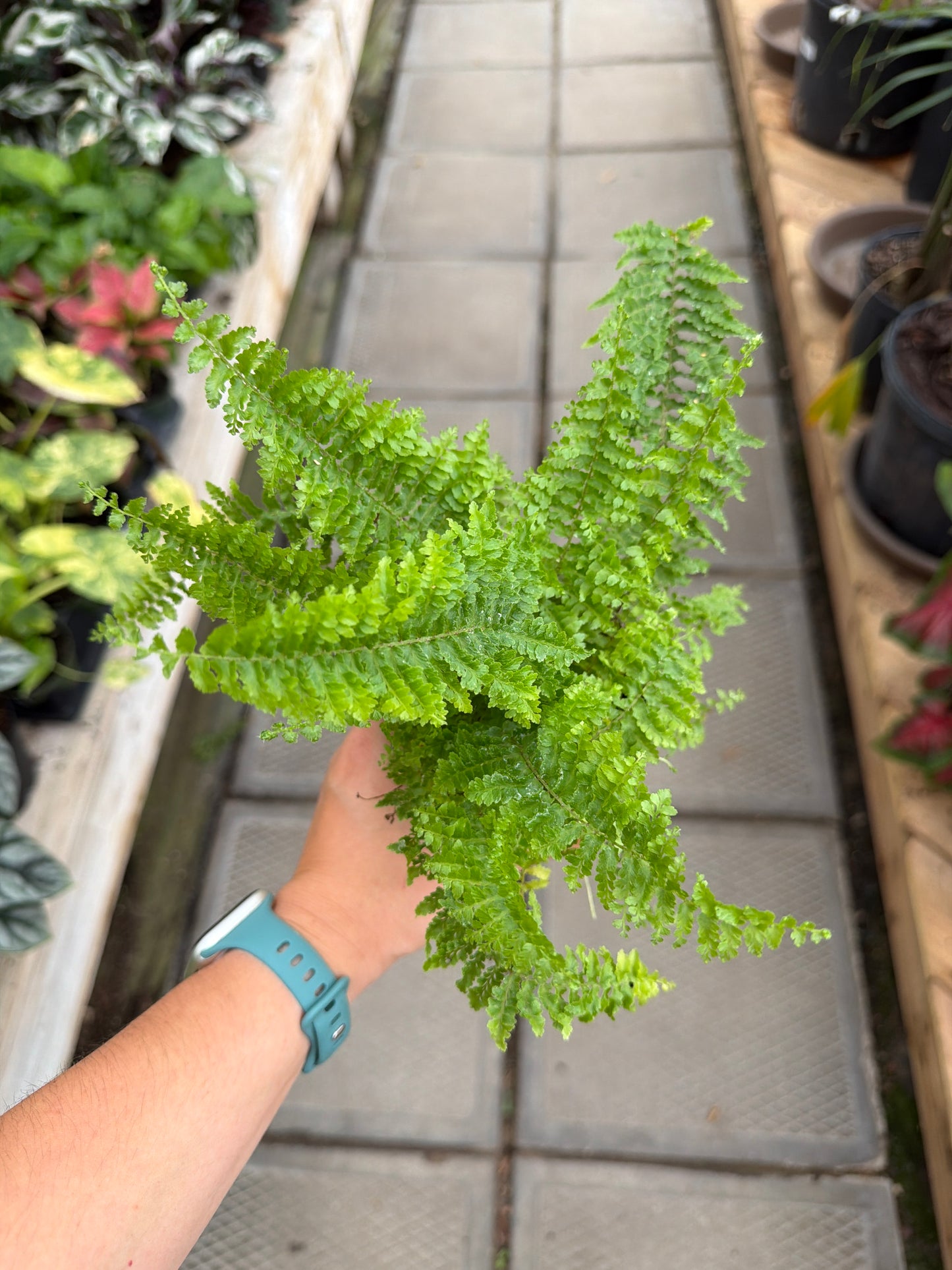 3.5" Fluffy Ruffles Fern