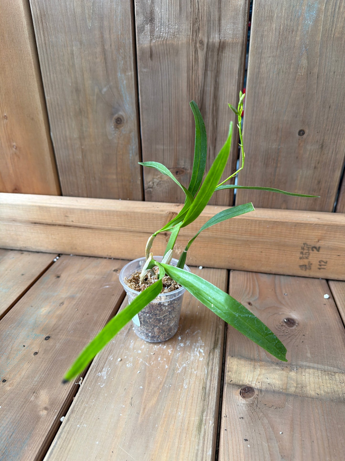 3" Prosthechea livida