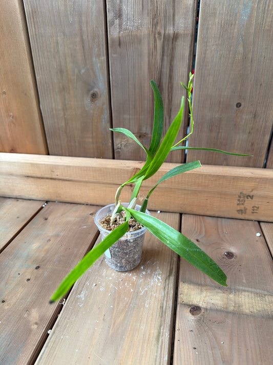 3" Prosthechea livida
