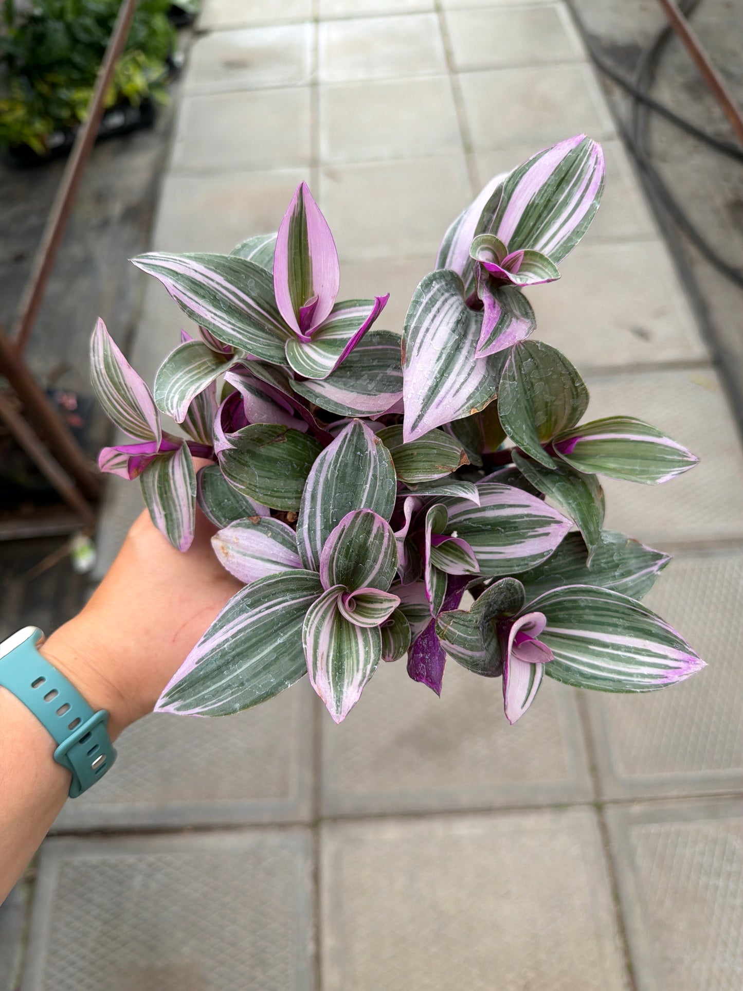 4.5” Tradescantia ‘Nanouk’