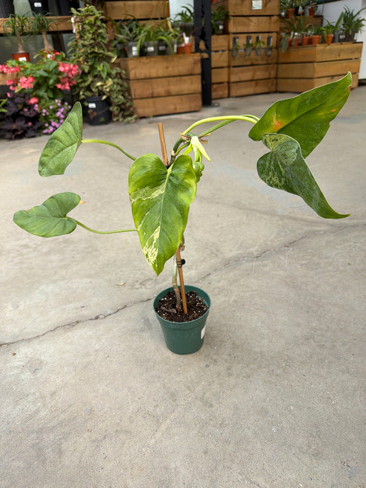 Philodendron alatisucatum variegata