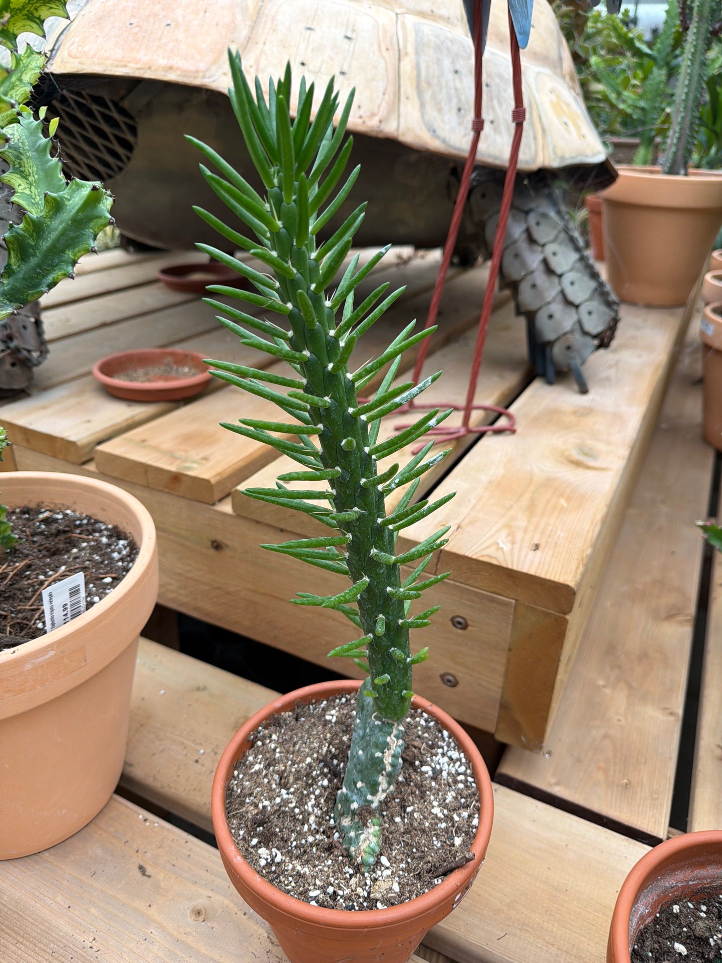 6" Eve's Needle Cactus