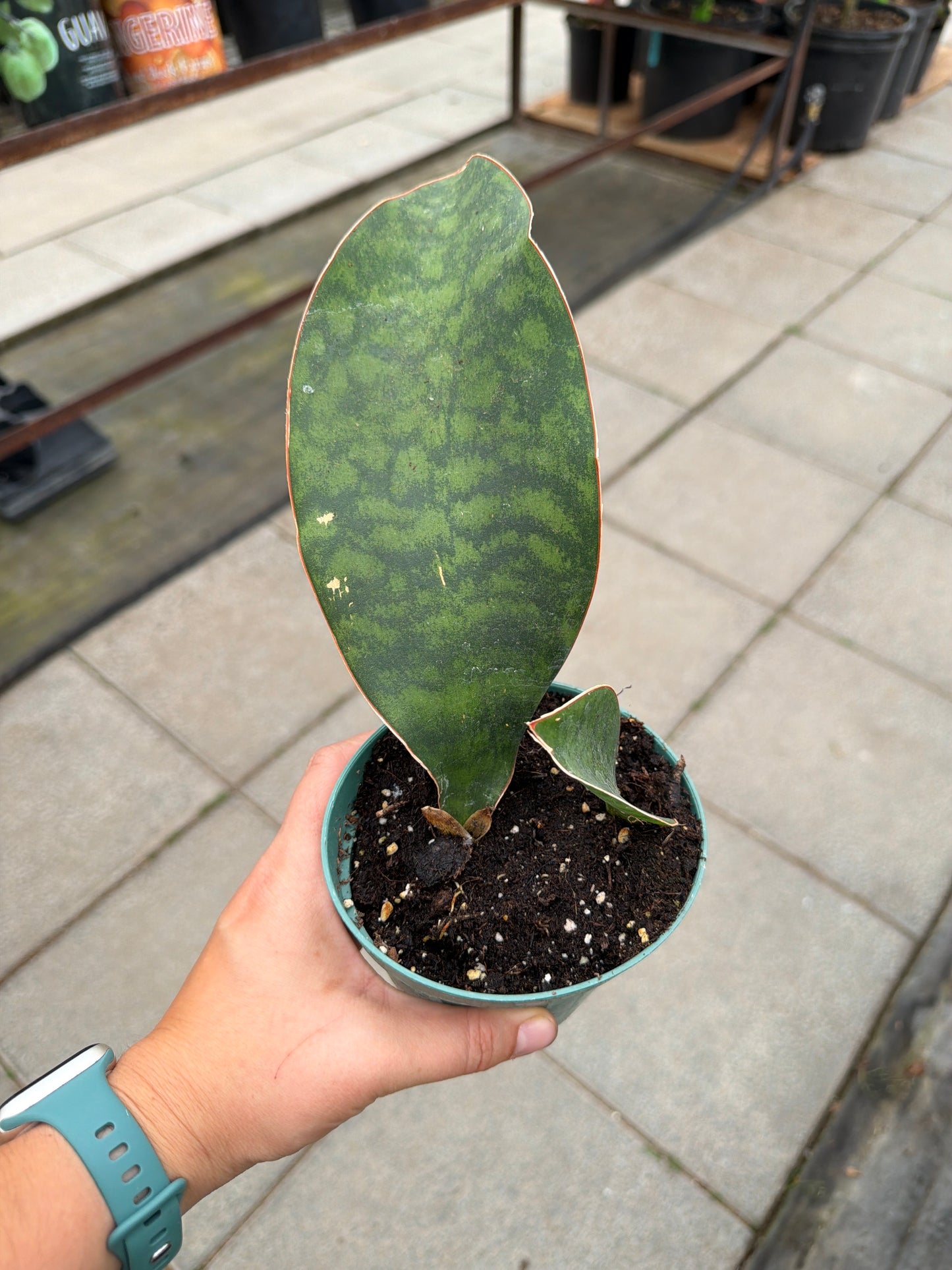 4.5" Sansevieria masoniana