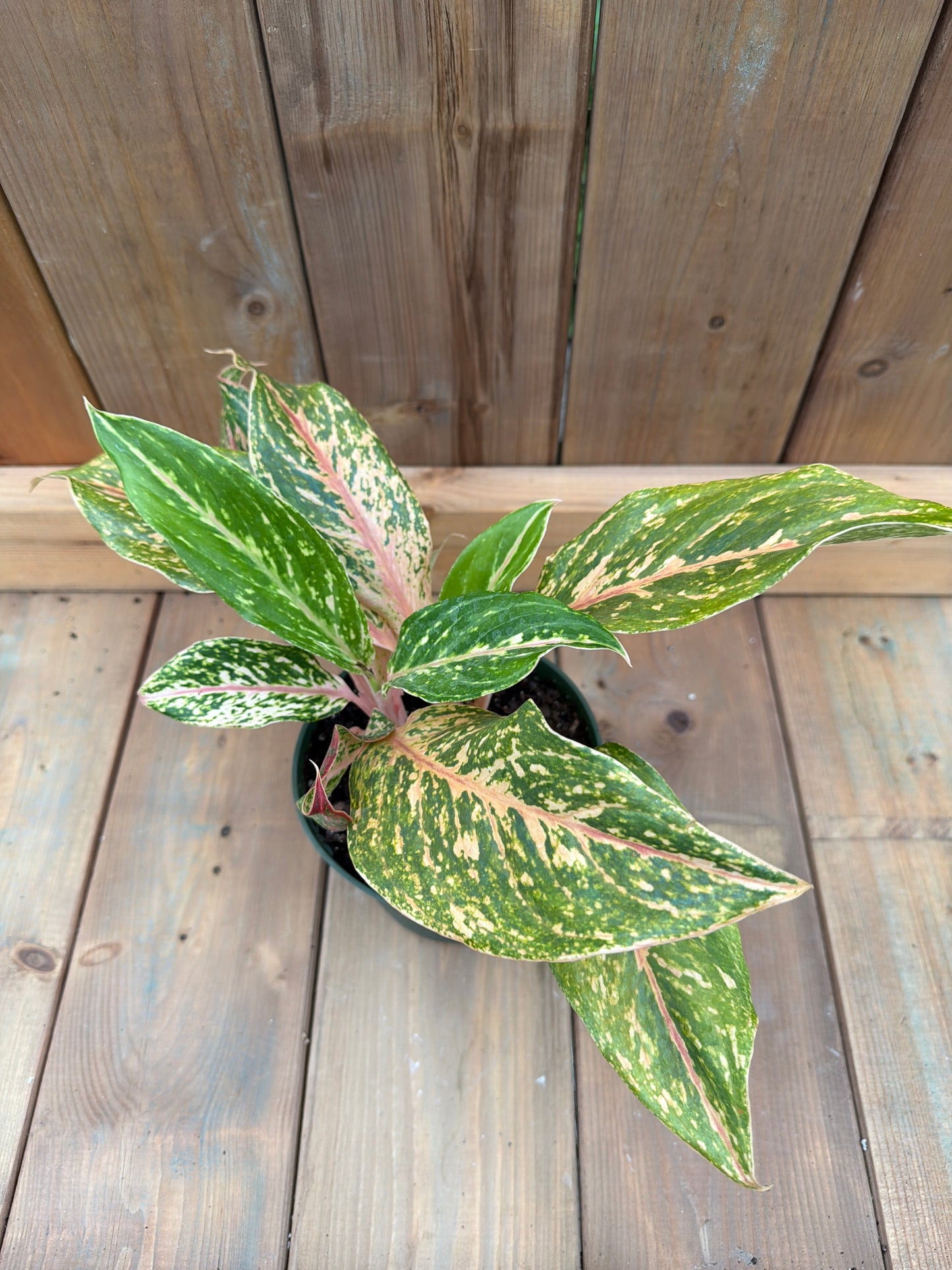 6" Aglaonema Sparkling Sarah