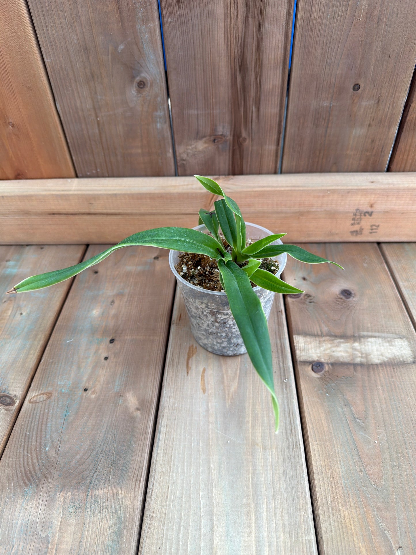 4.5" Phragmipedium Hibrido 'Elizabeth March'