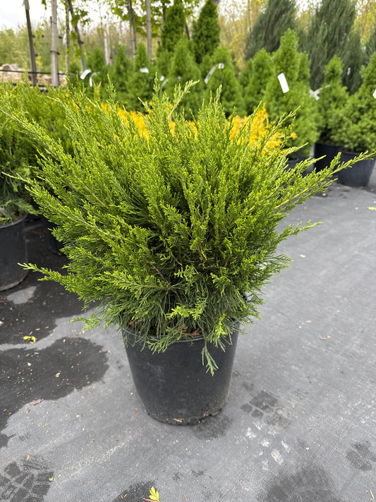 Mint Julep Juniper 3gal