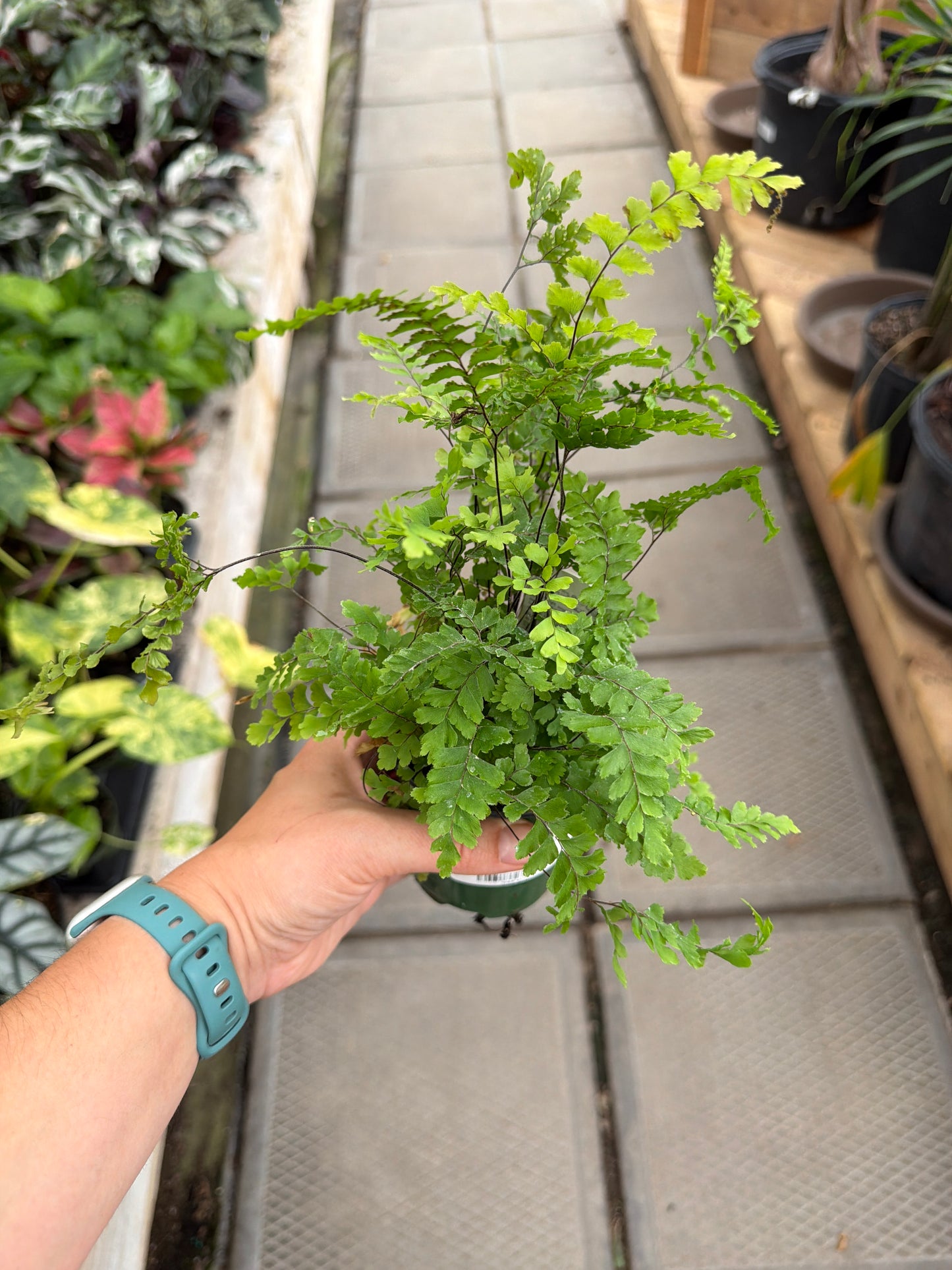 3.5" Maidenhair Fern
