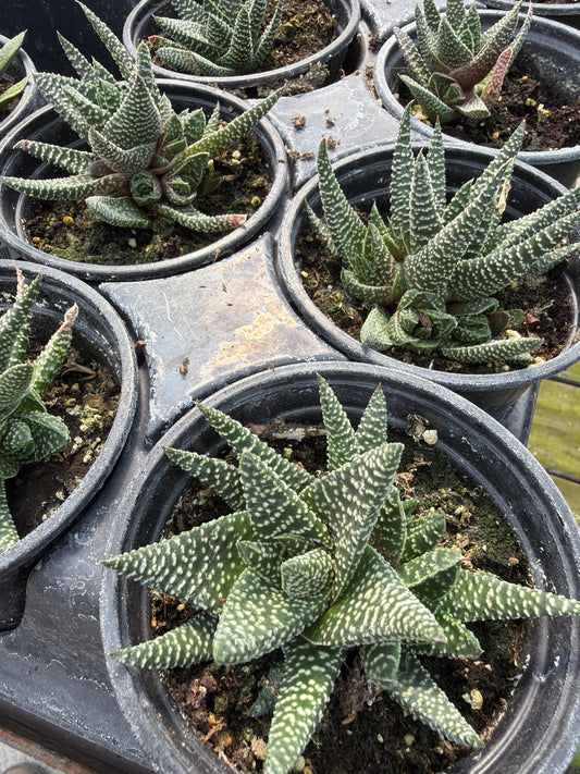 4" Haworthia sp.