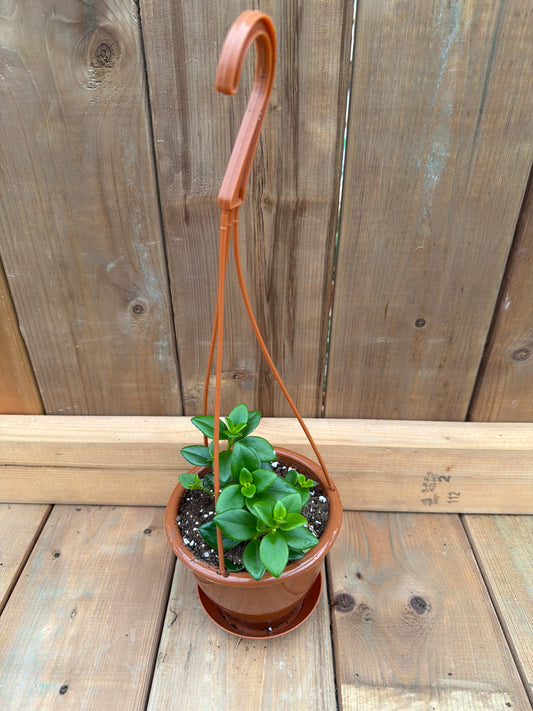 4.5" HB Aeschynanthus 'Mona Lisa'