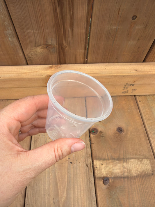 2.5" Clear Nursery Pot