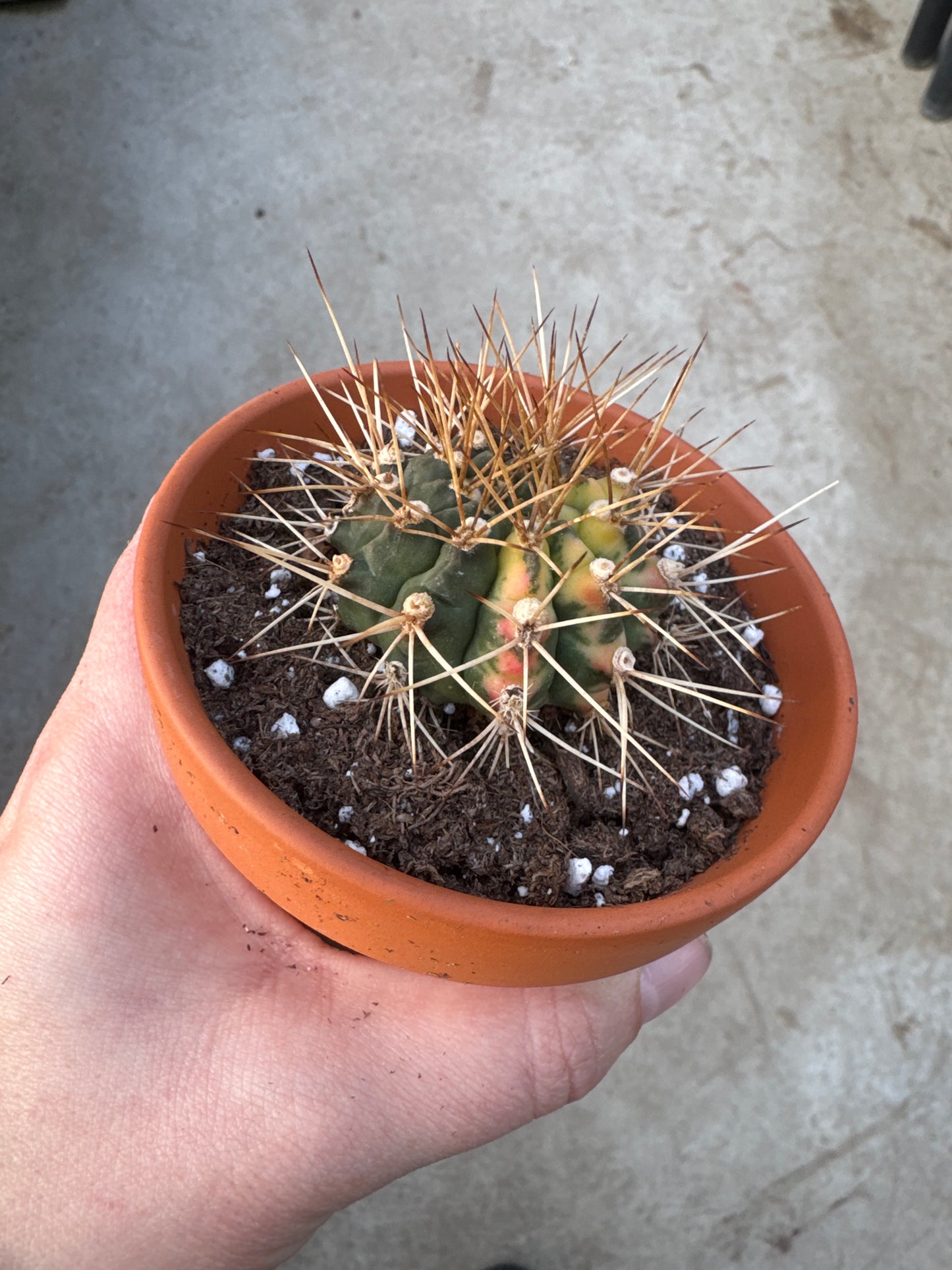 3" Gymnocalycium anisitsii var.