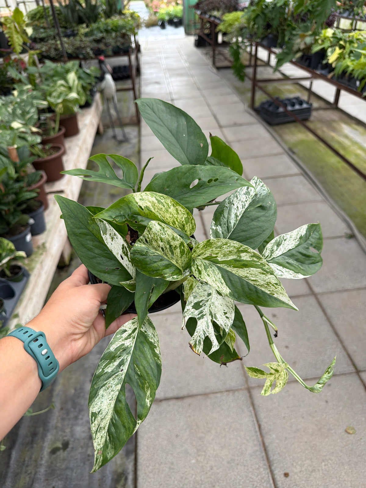 6" Epipremnum pinnatum Marble