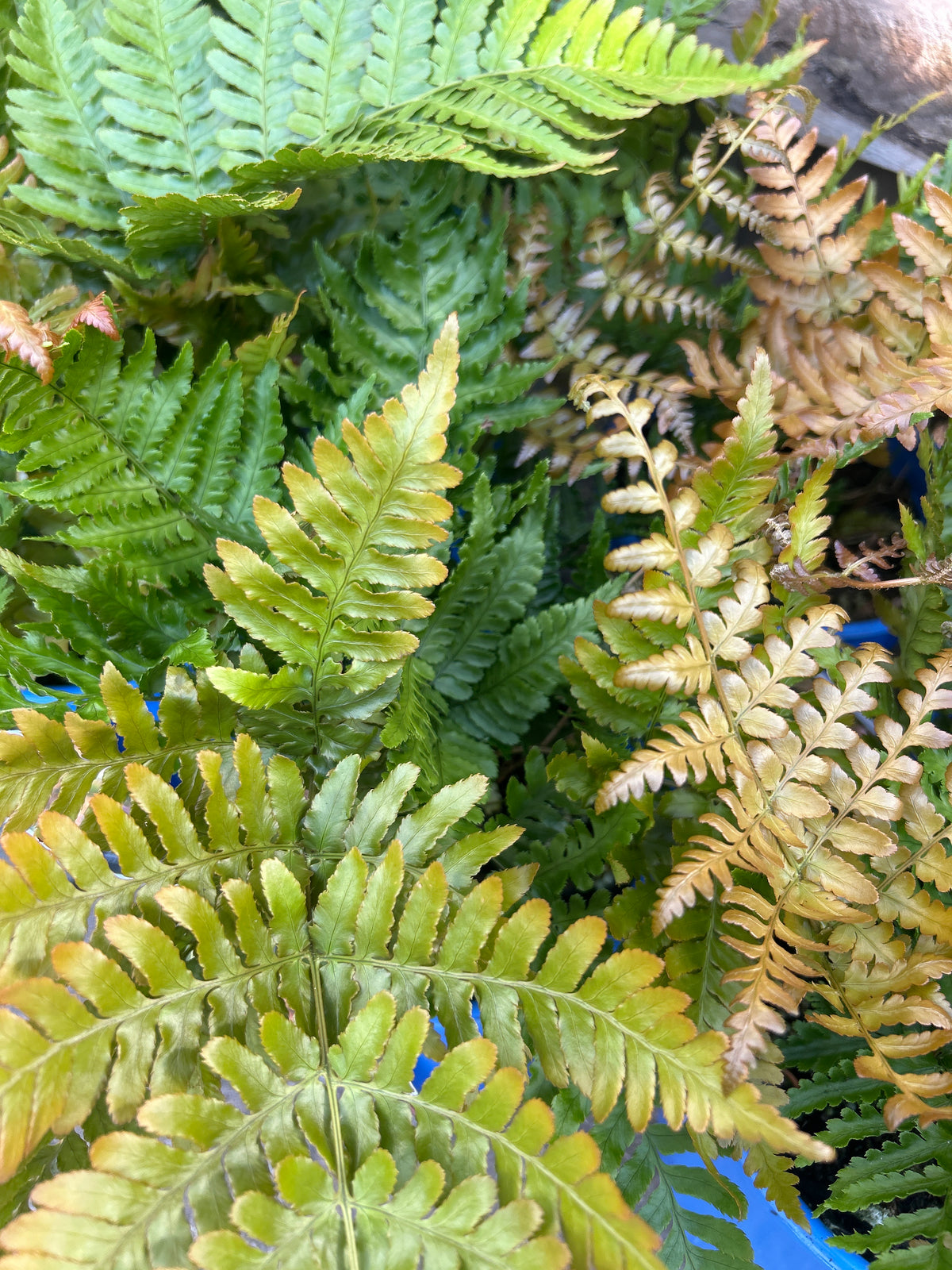Autumn Fern ‘Brilliance’